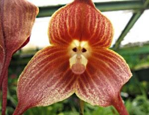 La orquídea cara a mono
