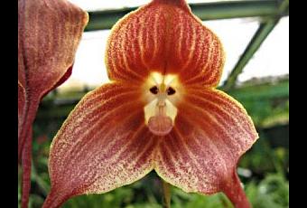 La orquídea cara a mono - Paperblog