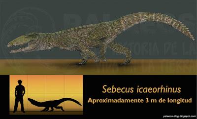 PALEOFICHA: Sebecus icaeorhinus