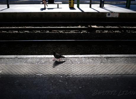 Entendiendo a Josep Pla por las calles de Perpiñán Entendiendo a Josep Pla por las calles de Perpiñán