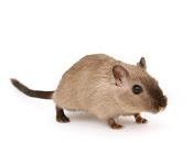 Jerbo truco para mascotas