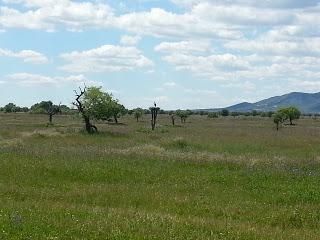 Ruta por el Parque de Cabañeros
