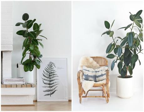 10 Mejores plantas de interior