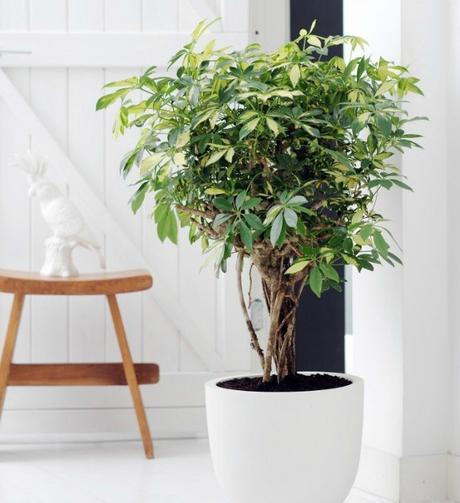 10 Mejores plantas de interior