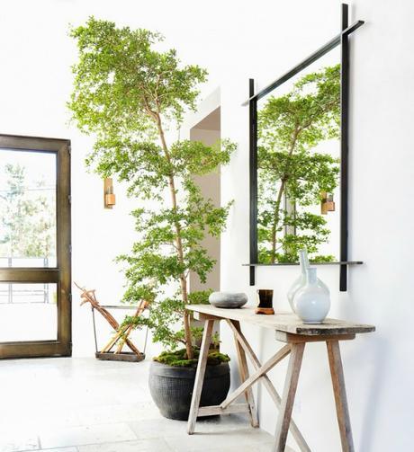 10 Mejores plantas de interior