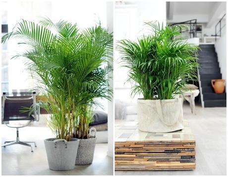 10 Mejores plantas de interior