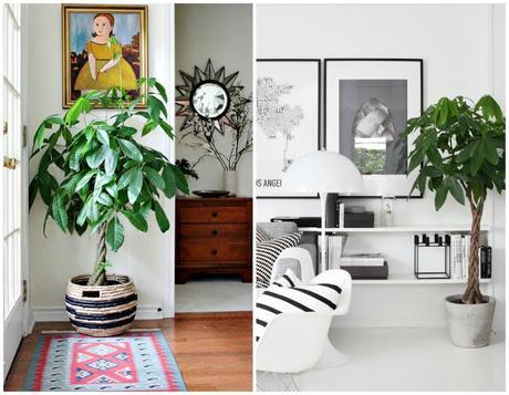 10 Mejores plantas de interior