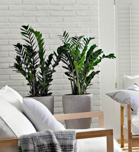 10 Mejores plantas de interior
