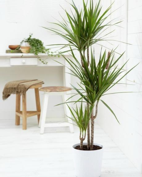 10 Mejores plantas de interior