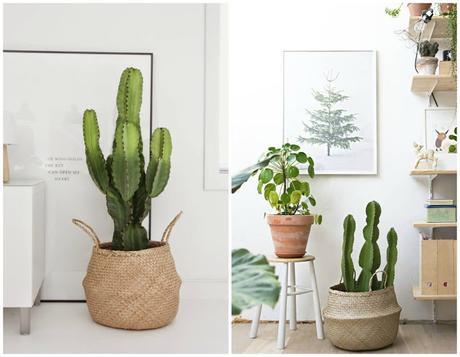 10 Mejores plantas de interior