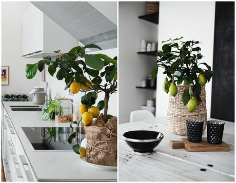 10 Mejores plantas de interior