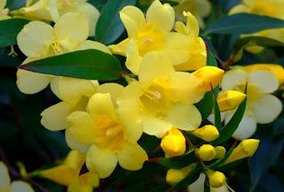 Gelsemium sempervirens Carolina Jasmine yellow jessamine evening trumpetflower woodbine