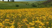 campo con flores de arnica