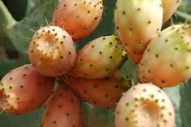 Aceite de Higo Chumbo