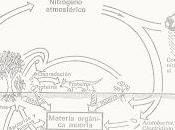 Nitrobacterias: algunas ...por libre