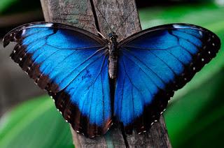 Genial lección de vida de la Mariposa Azul.