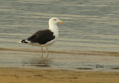 UN DÍA DE NOVIEMBRE... O DE AGOSTO