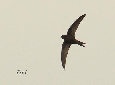 UN DÍA DE NOVIEMBRE... O DE AGOSTO