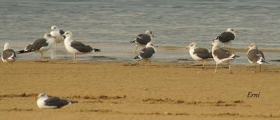 UN DÍA DE NOVIEMBRE... O DE AGOSTO
