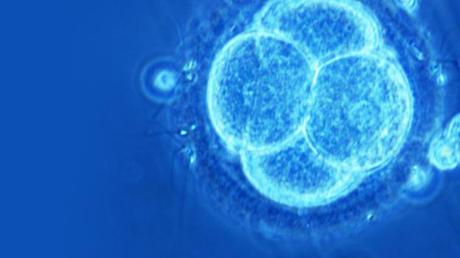 Un avance con células madre