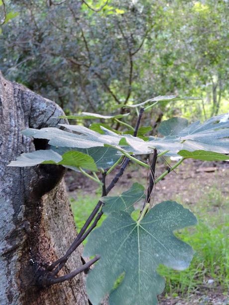 Panecillos Blaa Irlandeses y excursiones a la Montanyeta dels Sants