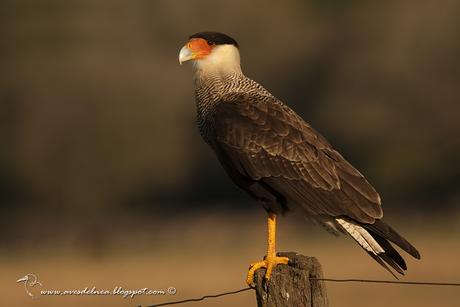 Carancho (Southern-crested Caracara) Caracara plancus