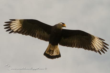 Carancho (Southern-crested Caracara) Caracara plancus