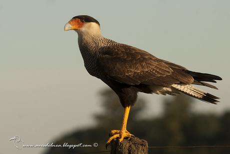 Carancho (Southern-crested Caracara) Caracara plancus