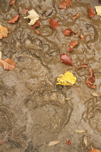 Paseo otoñal vigilado
