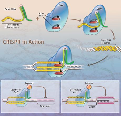 Quitando y poniendo genes: la ética tras CRISPR-Cas.