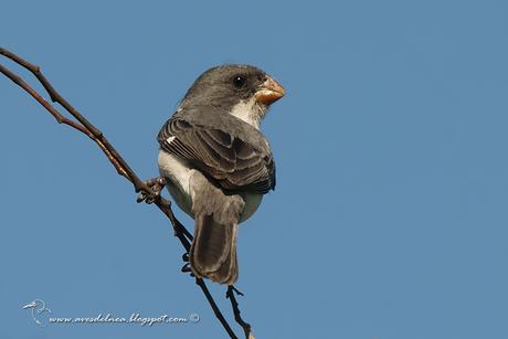 Corbatita blanco (White-bellied Seedeater) Sporophila leucoptera