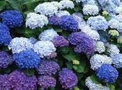Hortensias truco jardinería