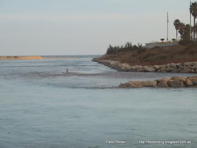 Tringa nebularia en la desembocadura