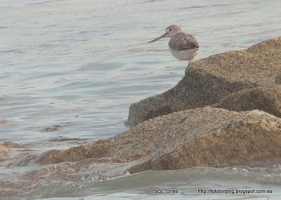 Tringa nebularia en la desembocadura