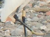 Garceta común anilla