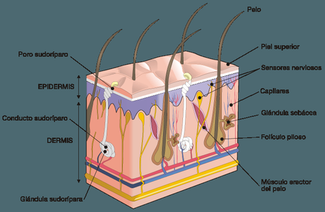 El sentido del tacto: 3er grado