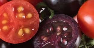 Tomates transgénicos para prevenir enfermedades