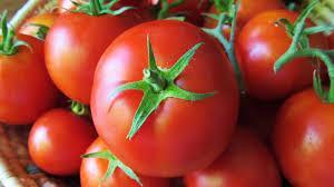 Tomates transgénicos para prevenir enfermedades