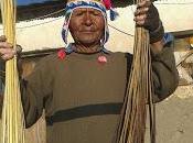 Artesanos isla Suriqui confirman totora contaminada Titicaca inutilizable