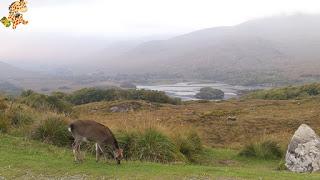 Irlanda en 10 días (III): Alcantilados de Moher, Adare y Parque Nacional de Killarney