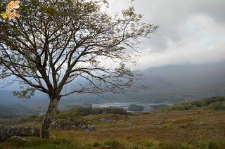 Irlanda en 10 días (III): Alcantilados de Moher, Adare y Parque Nacional de Killarney