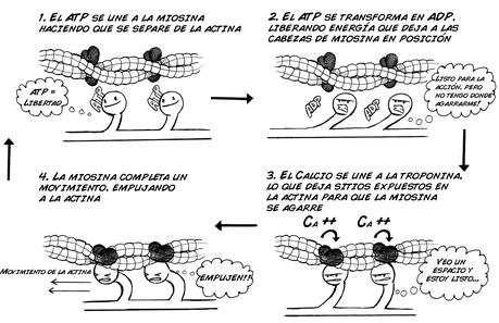 Etiquetas de suplementos