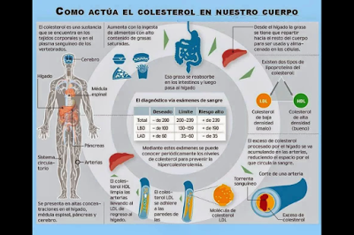 Las grasas y el colesterol