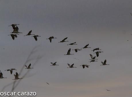 AVES DEL FRIO CON CALORES VERANIEGOS