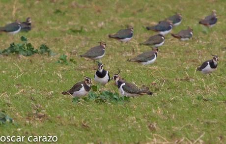 AVES DEL FRIO CON CALORES VERANIEGOS