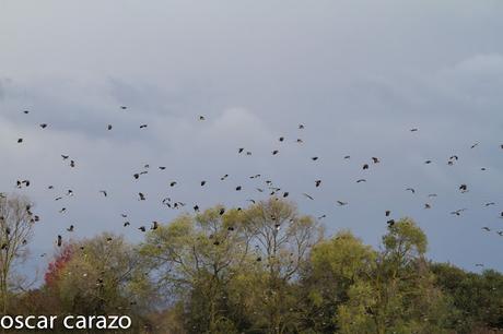 AVES DEL FRIO CON CALORES VERANIEGOS