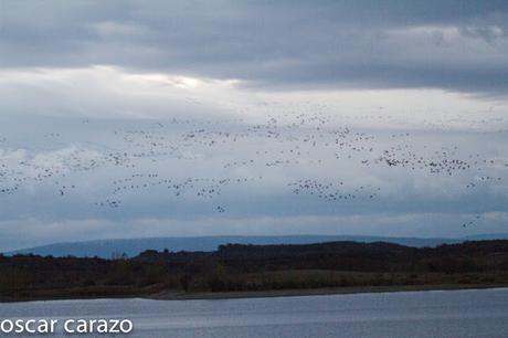 AVES DEL FRIO CON CALORES VERANIEGOS