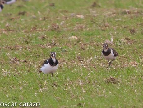 AVES DEL FRIO CON CALORES VERANIEGOS