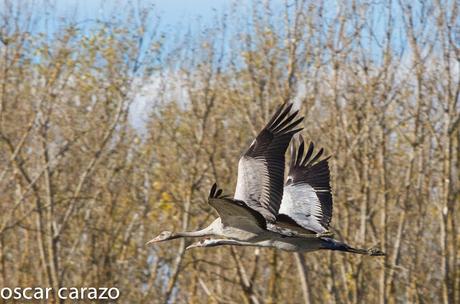 AVES DEL FRIO CON CALORES VERANIEGOS