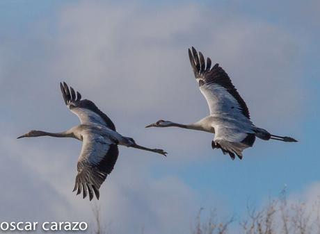 AVES DEL FRIO CON CALORES VERANIEGOS